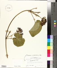 Matelea decipiens image