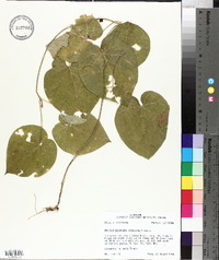 Matelea decipiens image