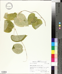 Matelea decipiens image