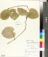 Matelea decipiens image