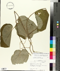 Matelea decipiens image