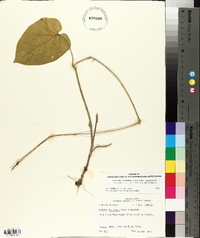 Matelea decipiens image