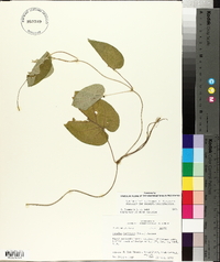 Matelea decipiens image