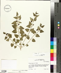 Matelea biflora image