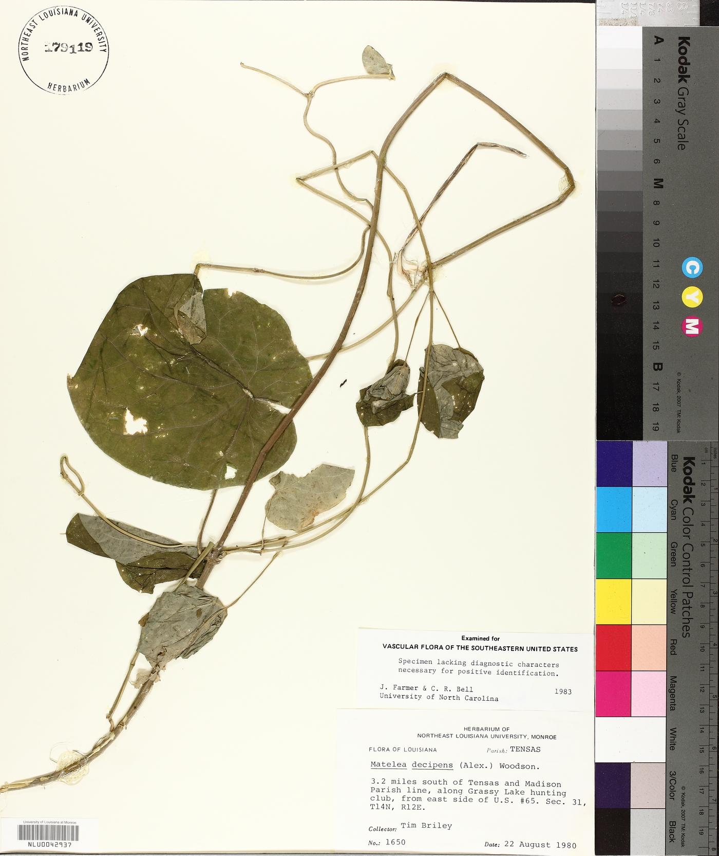 Matelea decipiens image