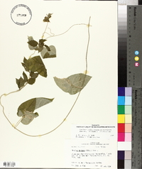 Matelea decipiens image