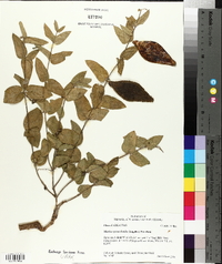 Matelea cynanchoides image