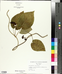 Matelea carolinensis image