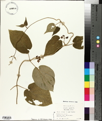 Matelea carolinensis image