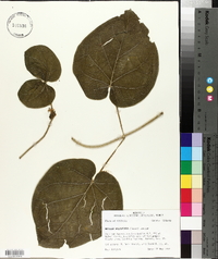 Matelea baldwyniana image