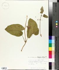 Metaplexis japonica image