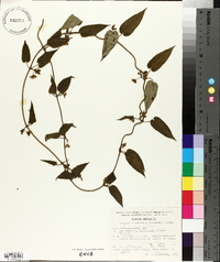 Matelea chrysantha image