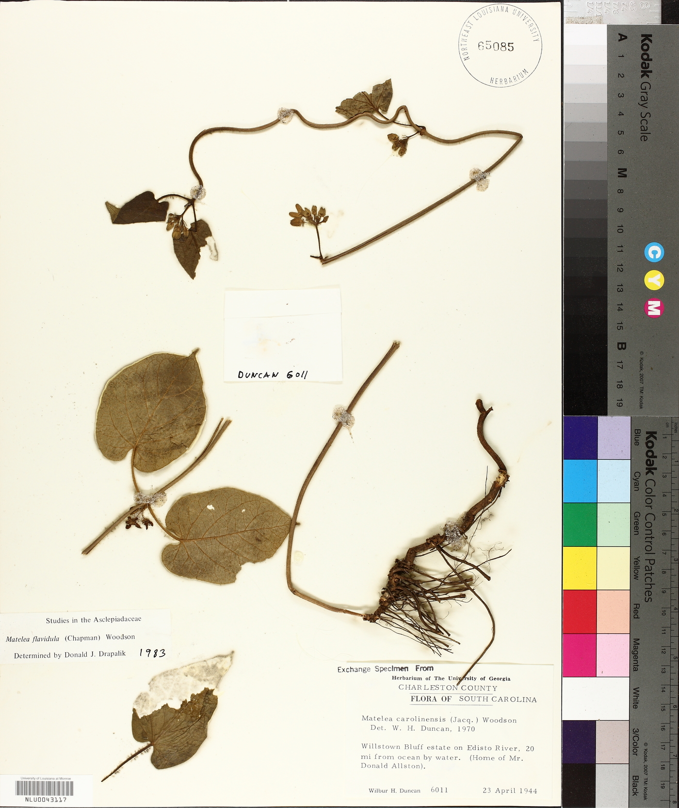 Matelea flavidula image