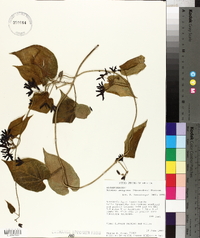 Matelea decipiens image