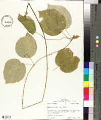 Matelea decipiens image