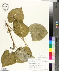 Matelea decipiens image