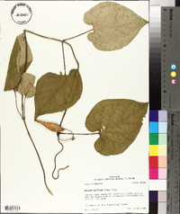 Matelea decipiens image