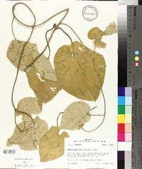 Matelea decipiens image