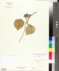 Matelea decipiens image