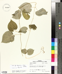 Matelea decipiens image