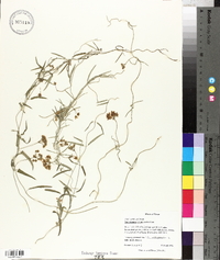 Funastrum cynanchoides image