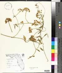 Funastrum clausum image