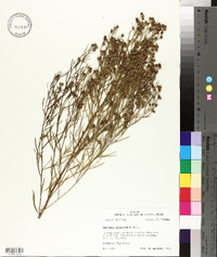 Baccharis angustifolia image