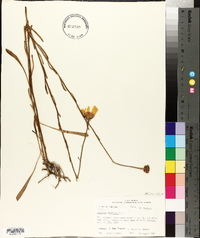 Balduina uniflora image