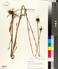 Balduina uniflora image