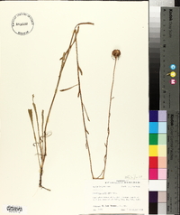 Balduina uniflora image