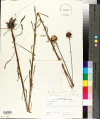 Balduina uniflora image