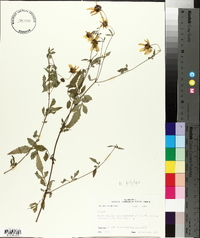 Bidens polylepis image