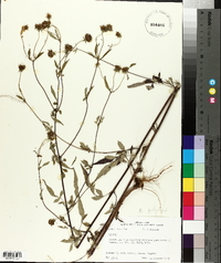 Bidens polylepis image