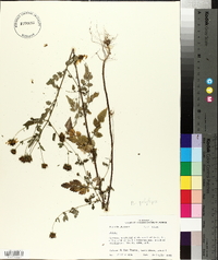 Bidens polylepis image