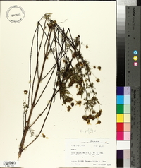 Bidens polylepis image