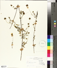 Bidens mitis image