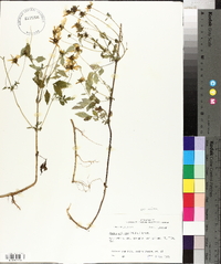 Bidens aristosa image