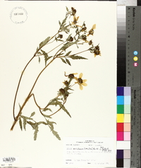 Bidens aristosa image