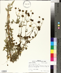 Bidens aristosa image