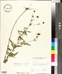 Bidens aristosa image