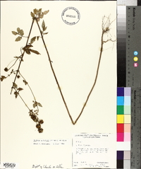 Bidens aristosa image