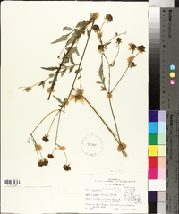 Bidens aristosa image