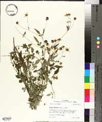 Bidens aristosa image