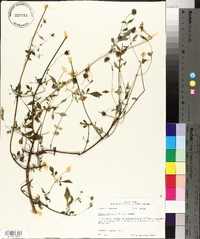 Bidens aristosa image