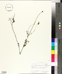 Bidens aristosa image