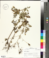 Bidens bipinnata image