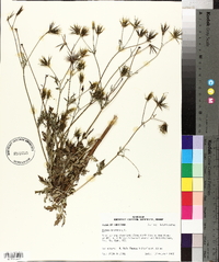 Bidens bipinnata image