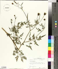 Bidens bipinnata image