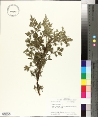 Bidens bipinnata image