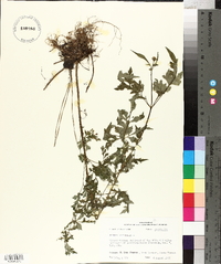 Bidens bipinnata image